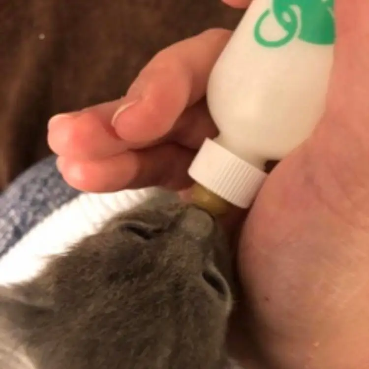 Bottle Feeding a Kitten