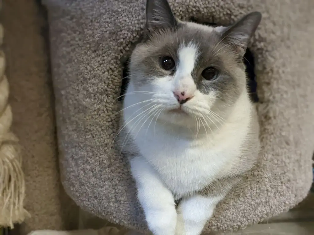 White and gray in cat tree